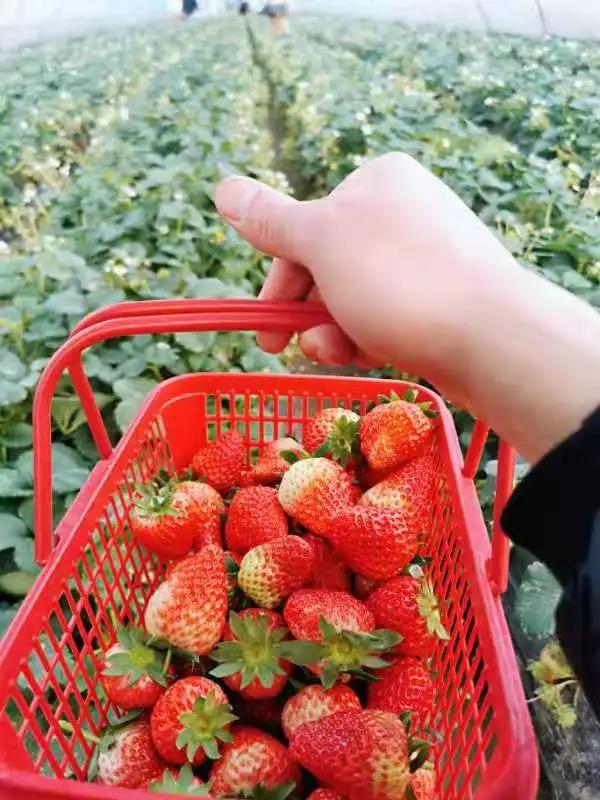 摘草莓.jpg