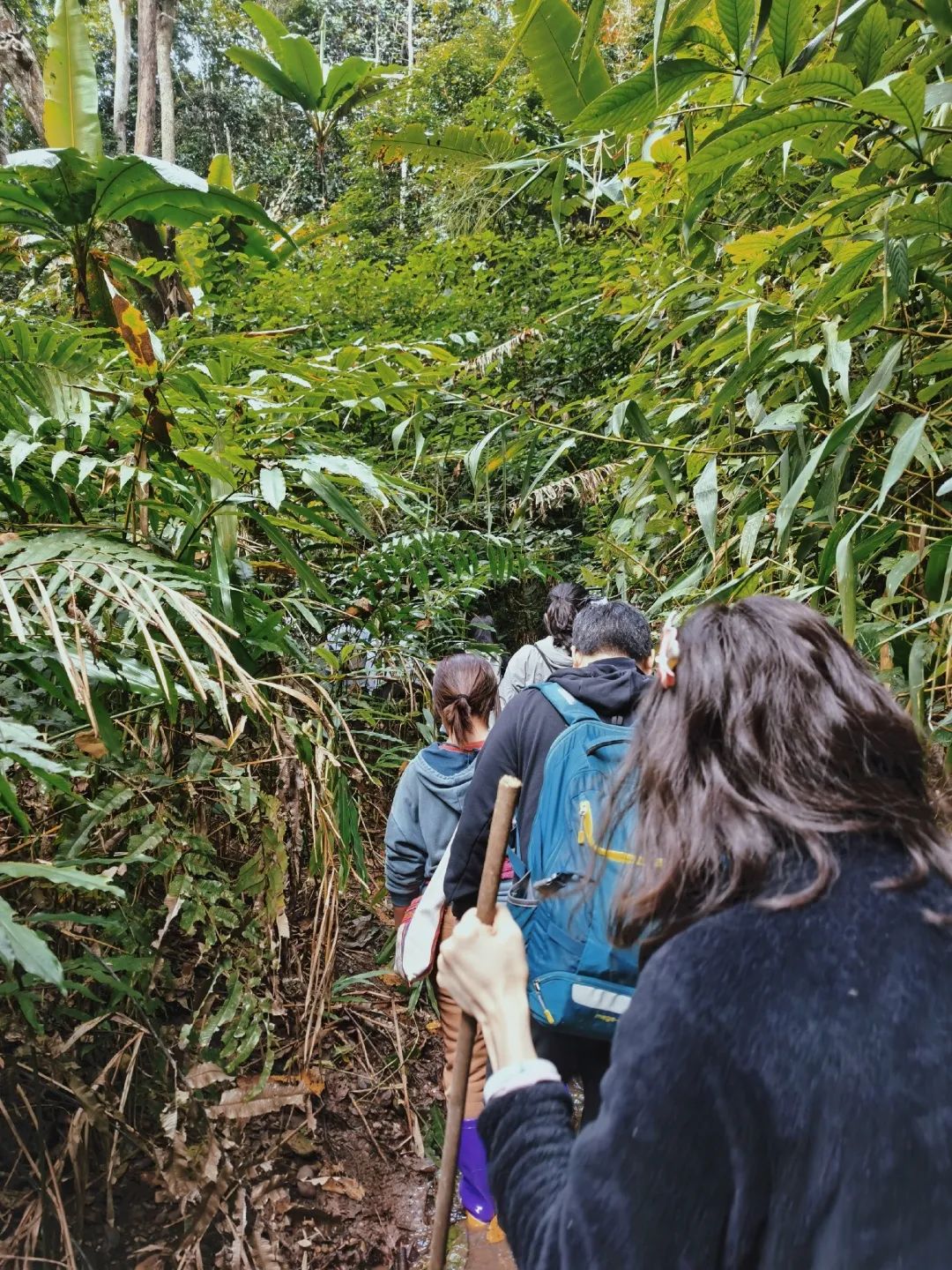 雨林探险2
